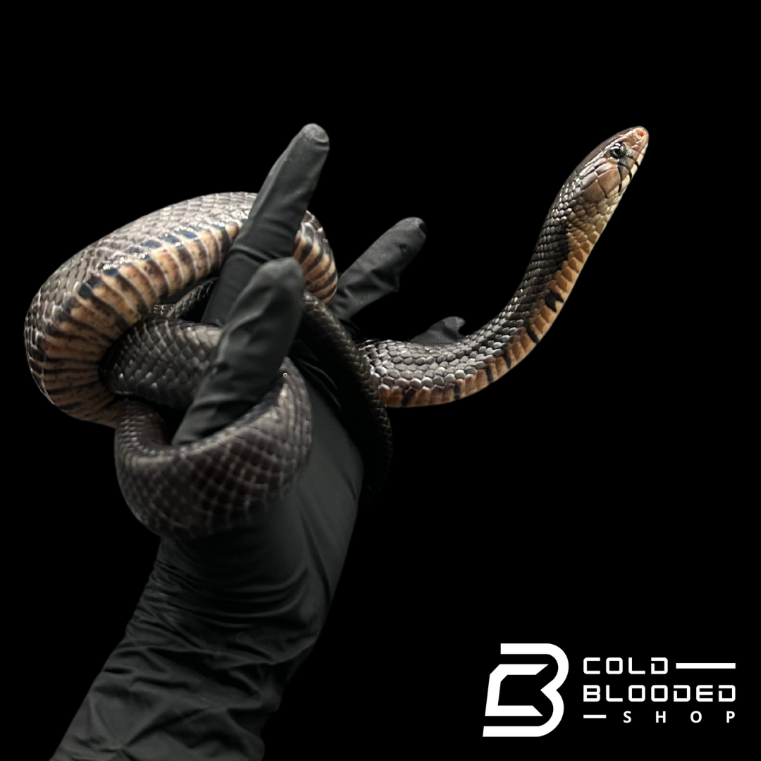 CB Yearling Texas Indigo Snake - Drymarchon melanurus erebennus