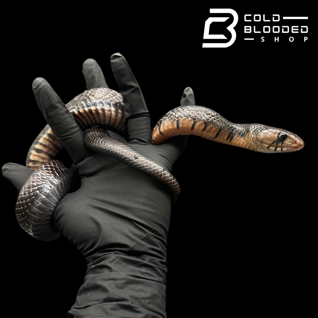 CB Yearling Texas Indigo Snake - Drymarchon melanurus erebennus
