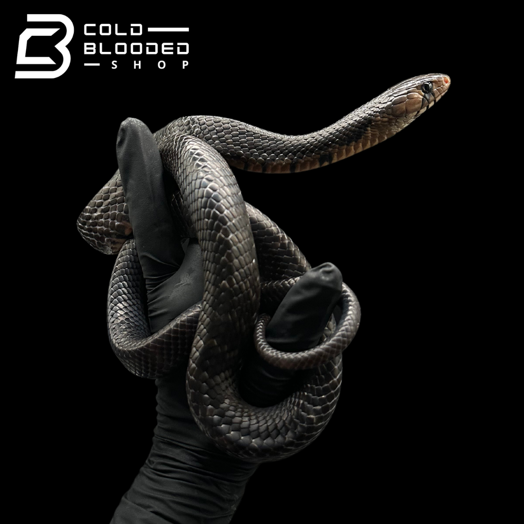 CB Yearling Texas Indigo Snake - Drymarchon melanurus erebennus