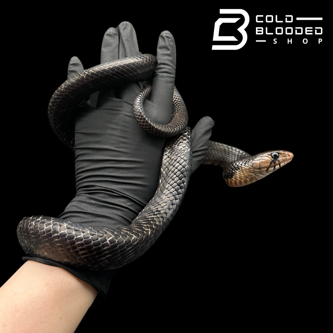 CB Yearling Texas Indigo Snake - Drymarchon melanurus erebennus