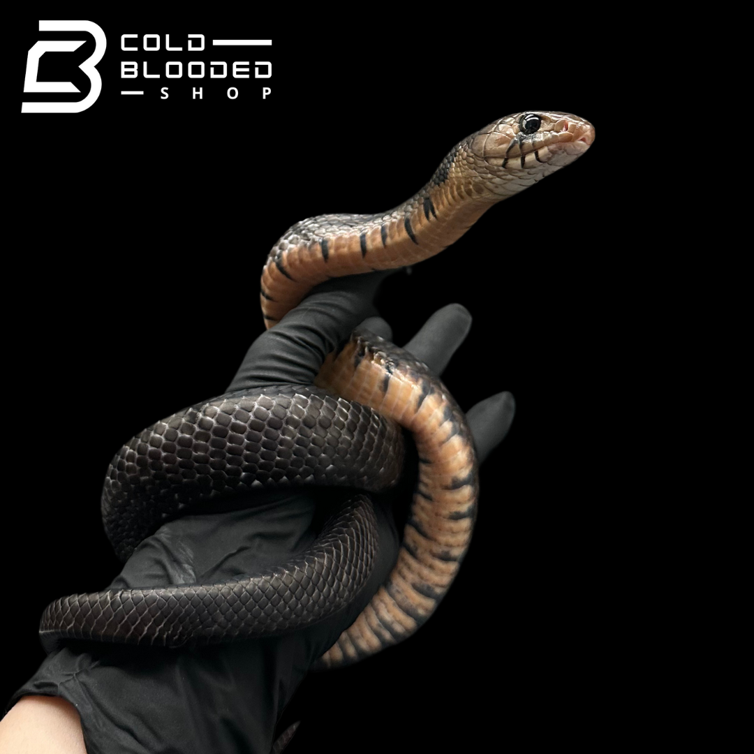 CB Yearling Texas Indigo Snake - Drymarchon melanurus erebennus