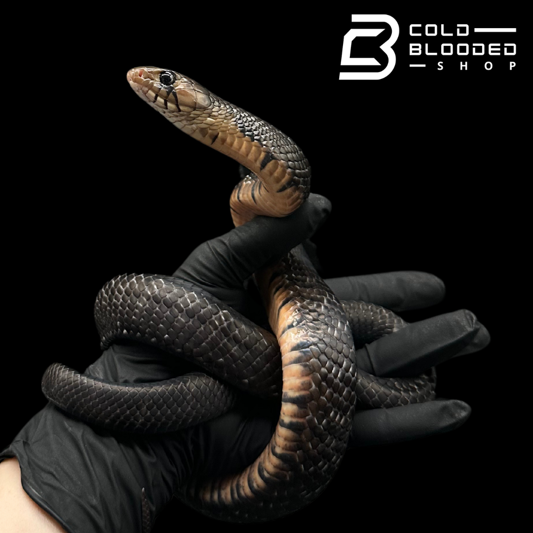 CB Yearling Texas Indigo Snake - Drymarchon melanurus erebennus