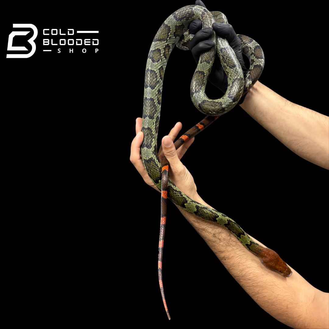 Adult male Hundred Flower Rat Snakes - Elaphe moellendorffi