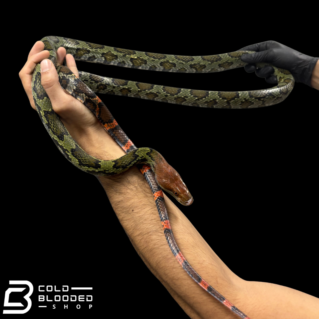 Adult male Hundred Flower Rat Snakes - Elaphe moellendorffi