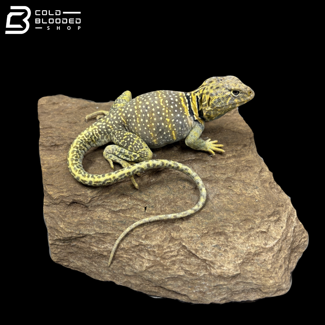 Eastern Collared Lizard Pair - Crotaphytus Collaris