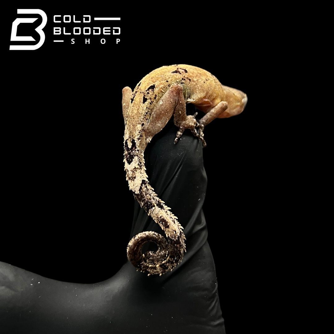 Malaysian Bow-fingered Geckos - Cyrtodactylus elok