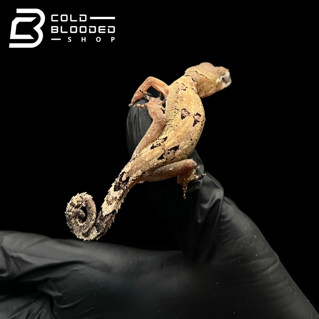 Malaysian Bow-fingered Geckos - Cyrtodactylus elok