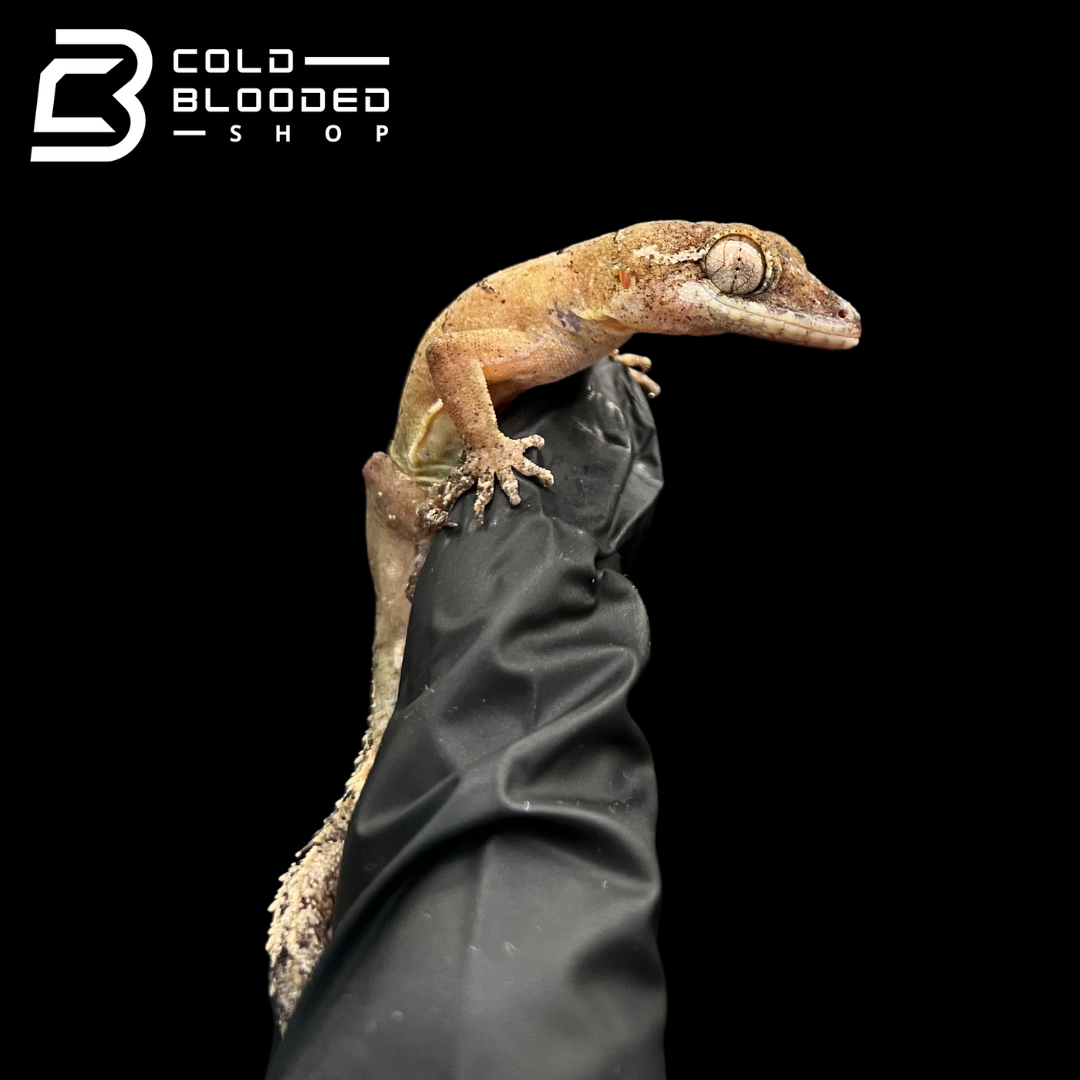Malaysian Bow-fingered Geckos - Cyrtodactylus elok