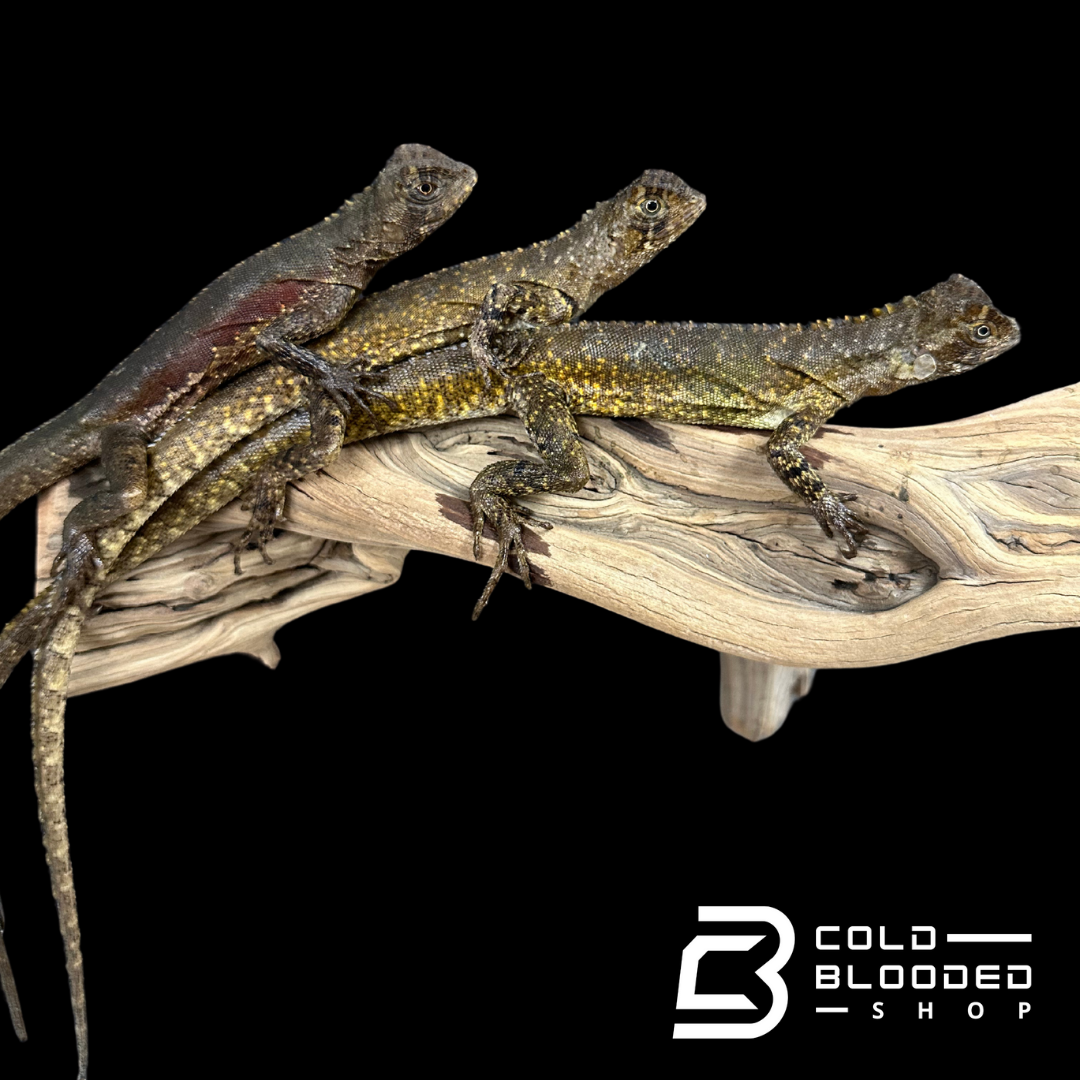 Mop Head Iguanas - Uranoscodon Superciliosus