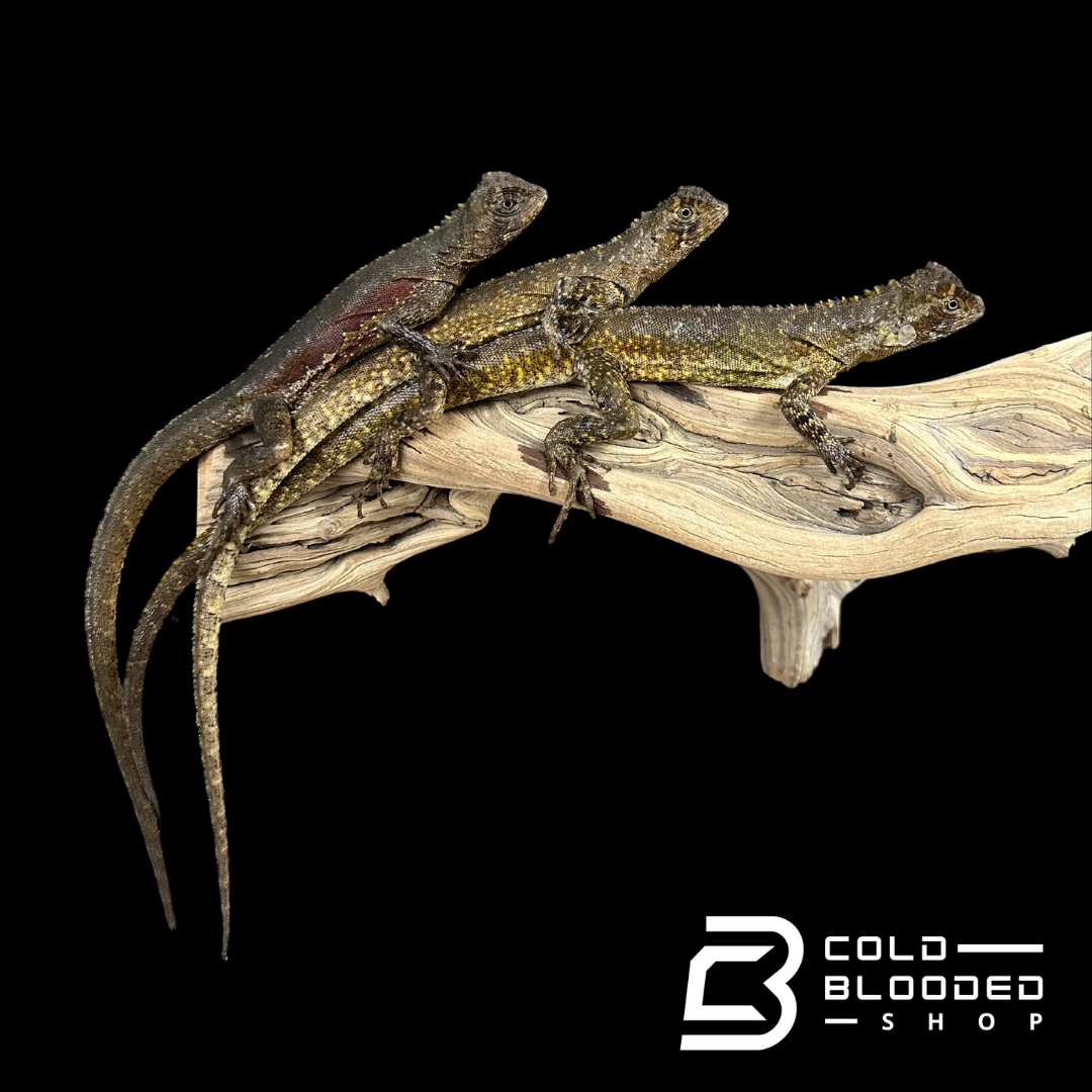 Mop Head Iguanas - Uranoscodon Superciliosus
