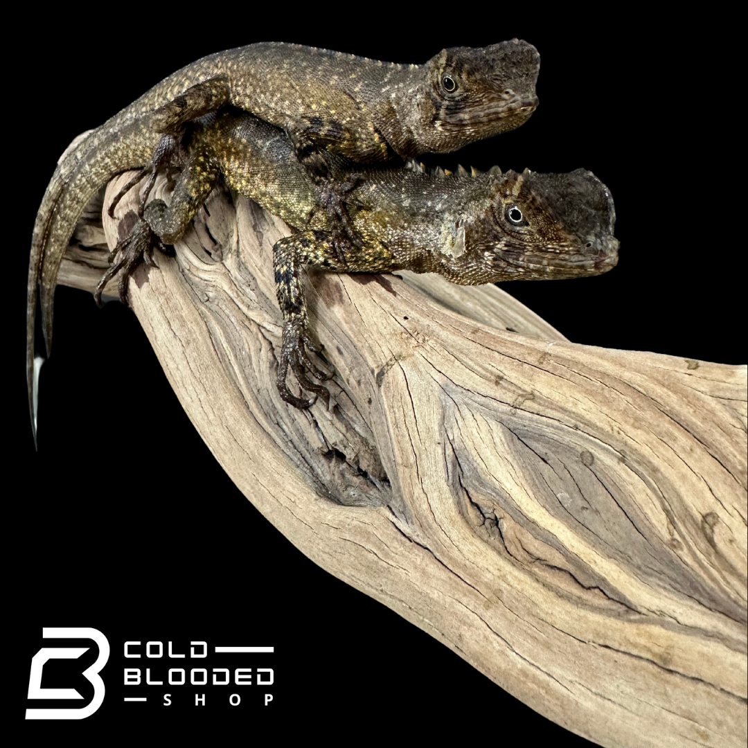 Mop Head Iguanas - Uranoscodon Superciliosus