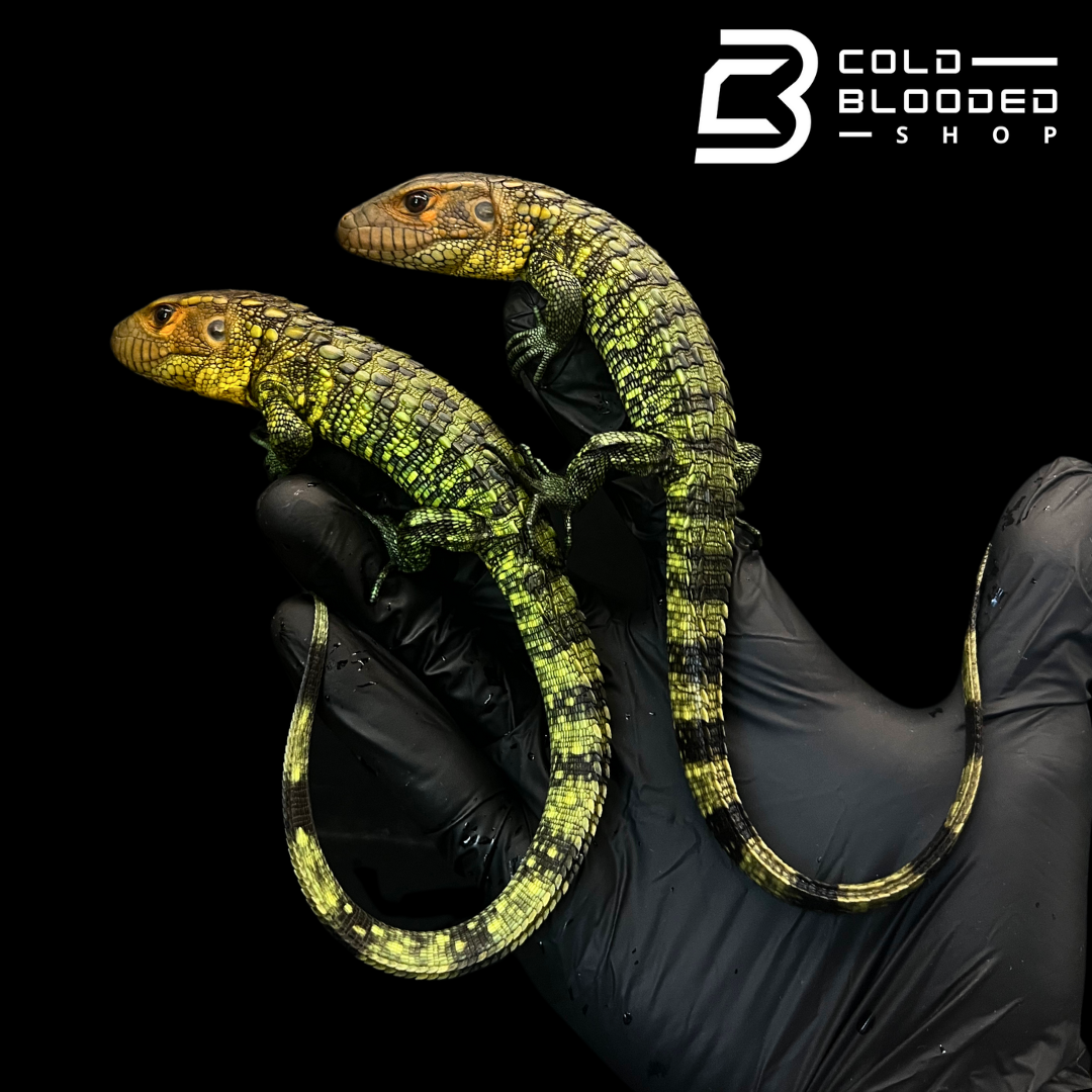 Caiman Lizards