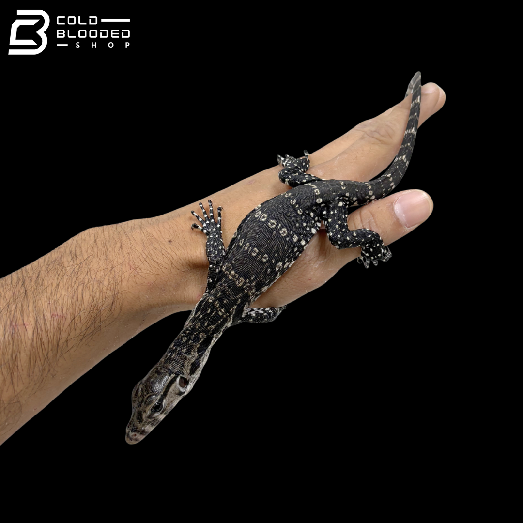 Axanthic Javan Water Monitor - Varanus Salvator