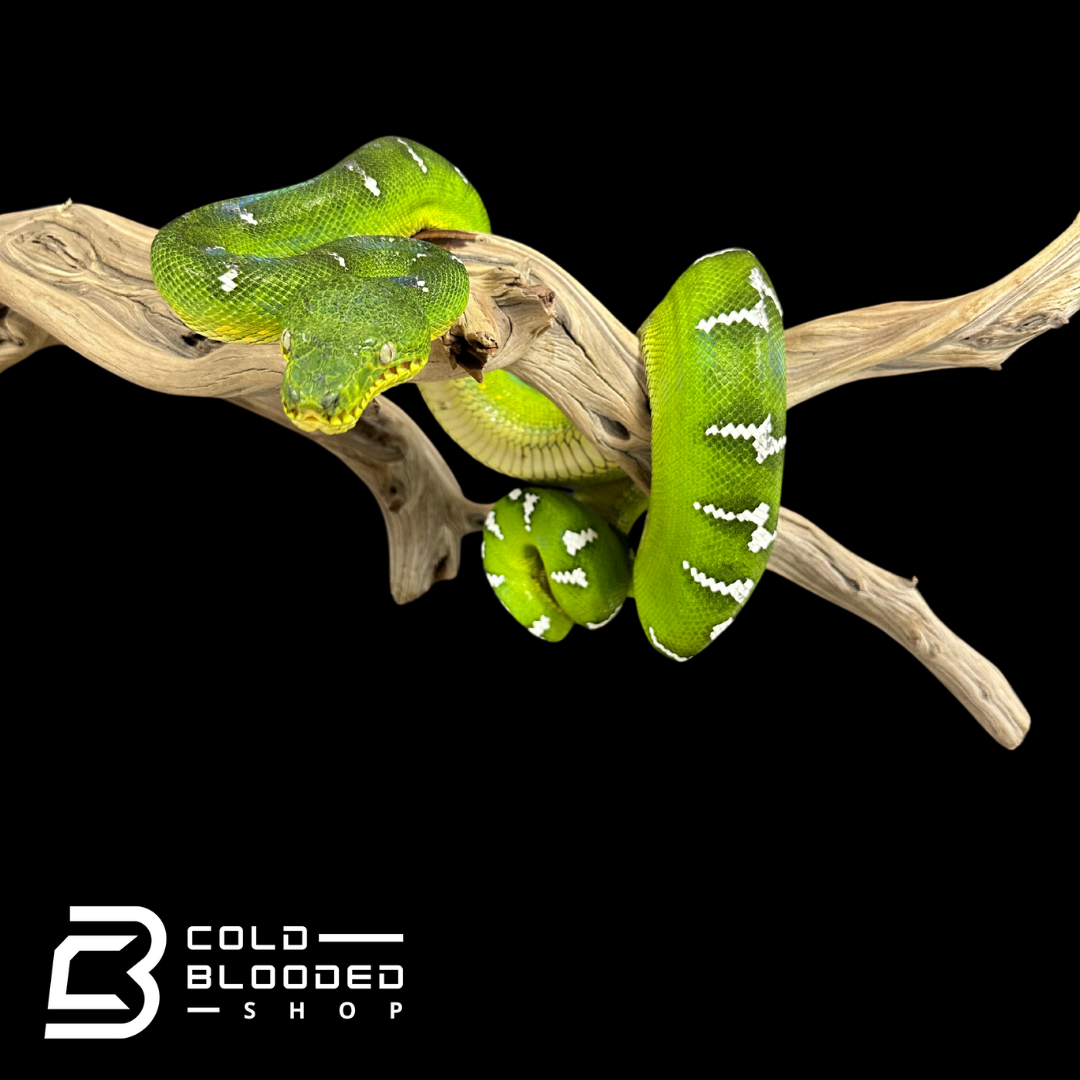 Adult Emerald Tree Boa Female #1 - Corallus caninus