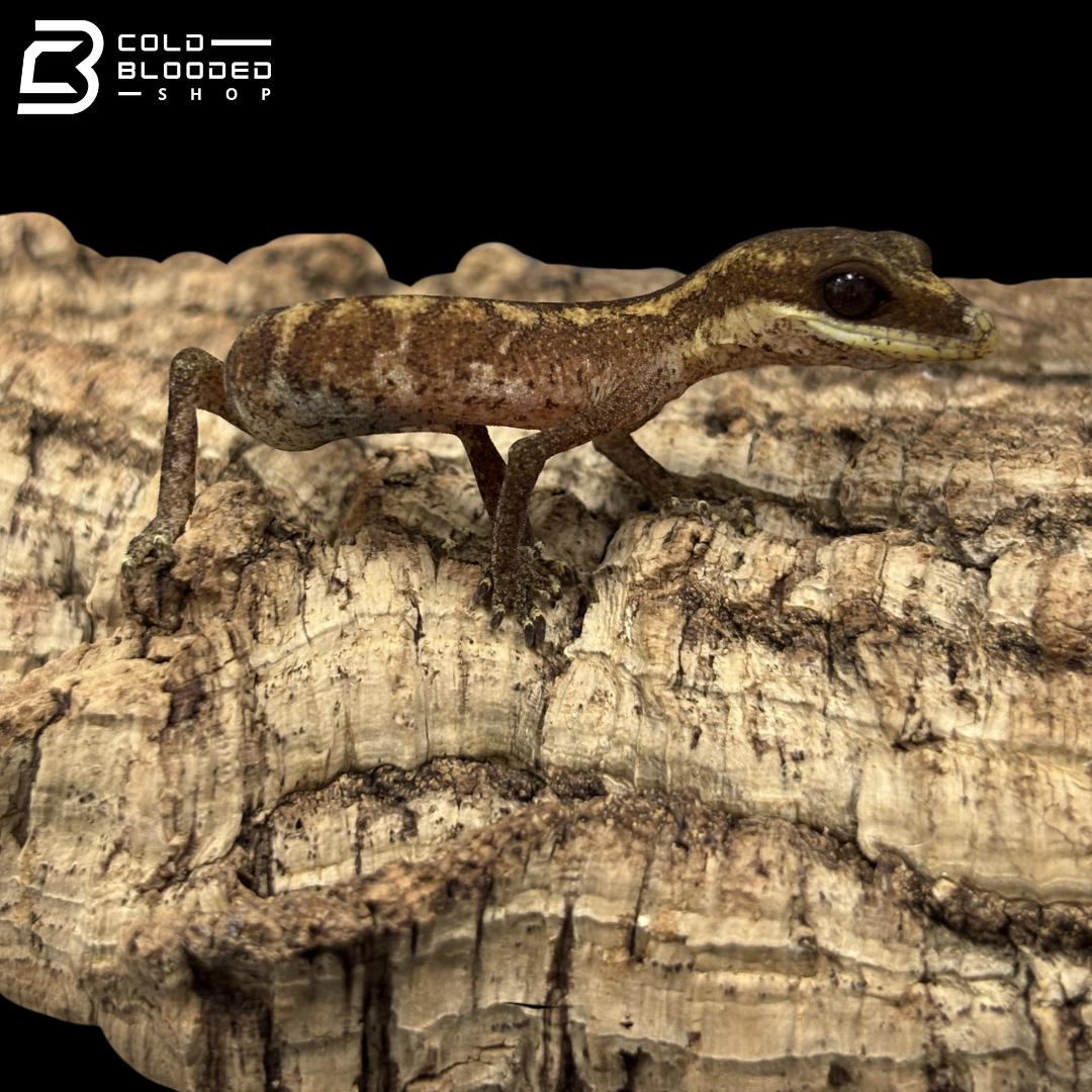 Cat Gecko - Aeluroscalabotes Felinus