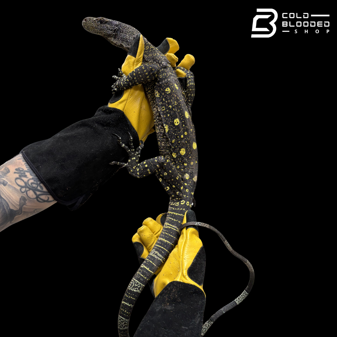 Sorong Crocodile Monitor - Varanus Salvadorii