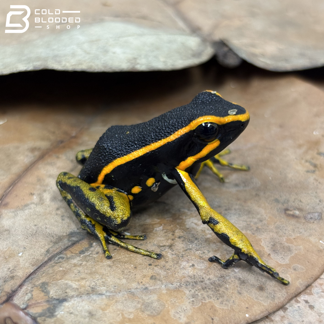 Three-Striped Dart Frogs (Orange) - Ameerega trivittata