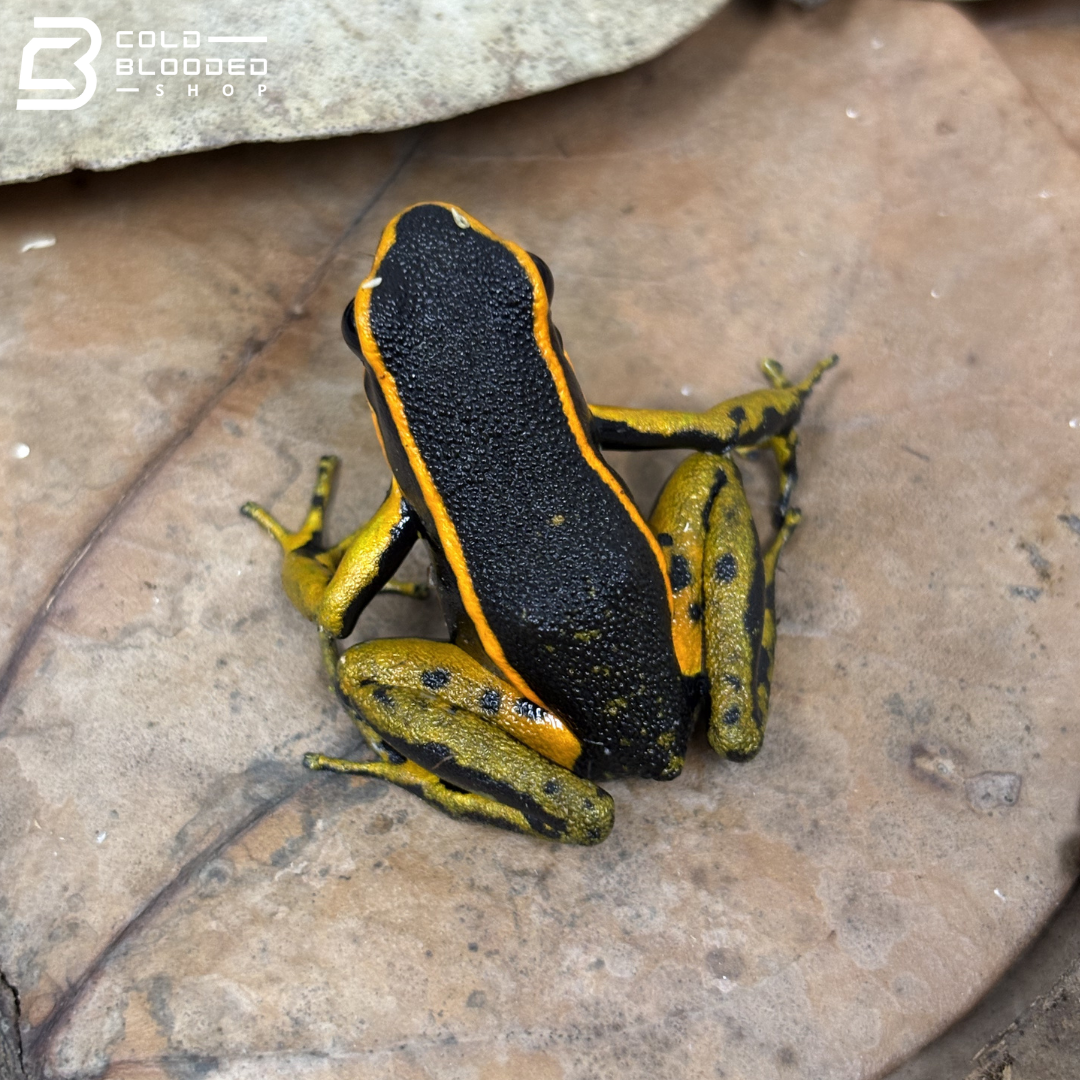 Three-Striped Dart Frogs (Orange) - Ameerega trivittata