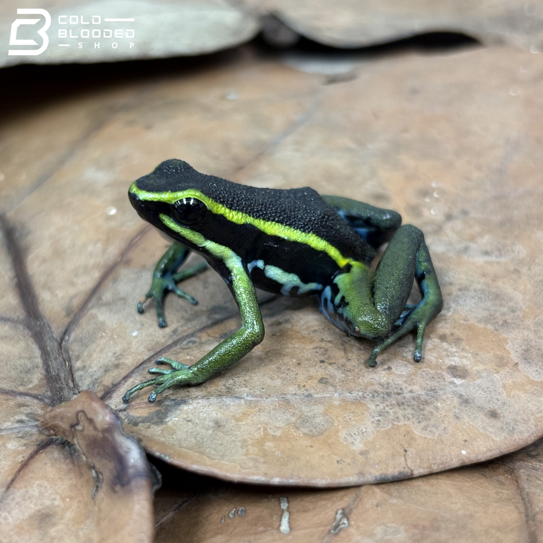 Three-Striped Dart Frogs (greens) - Ameerega trivittata