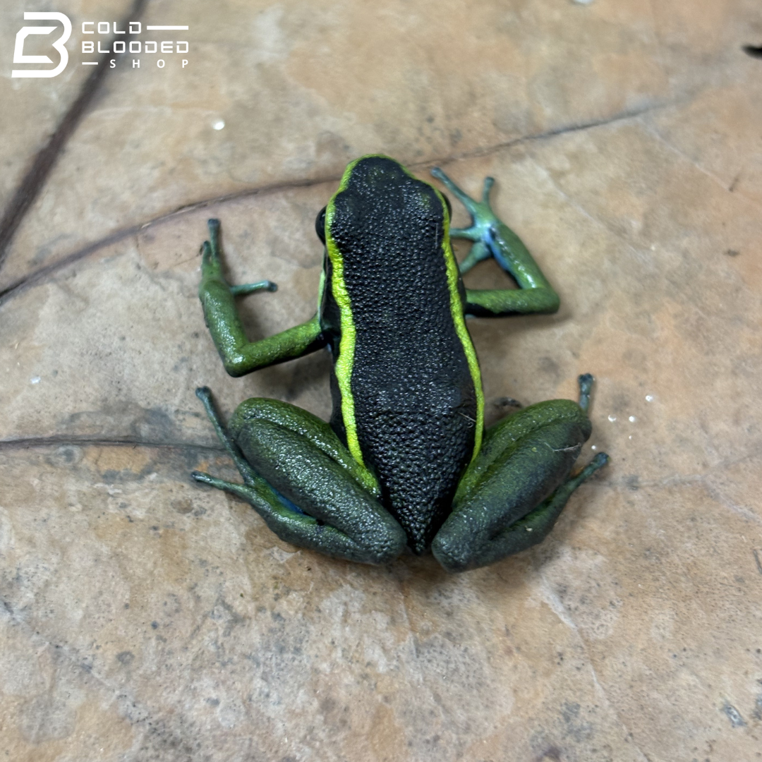 Three-Striped Dart Frogs (greens) - Ameerega trivittata