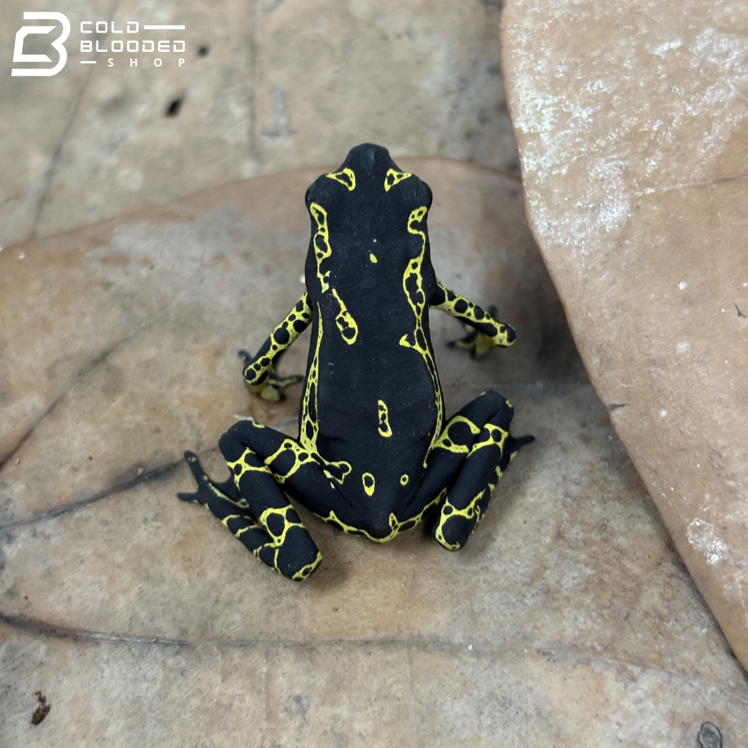 Yellow Jacket Amazonian Harlequin toad - Atelopus Hoogmoedi