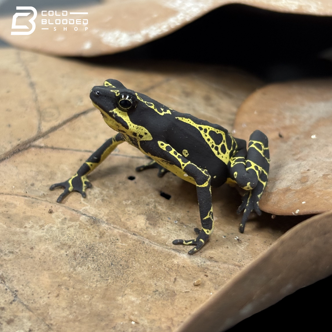 Yellow Jacket Amazonian Harlequin toad - Atelopus Hoogmoedi