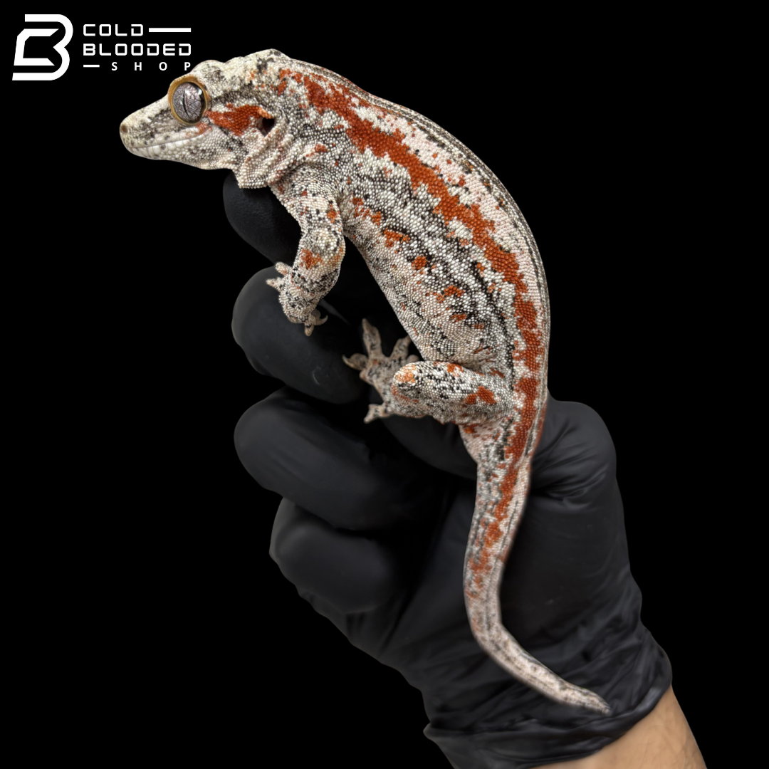 Pair Of B+W Stripe X B+W Orange Stripe Gargoyle Geckos