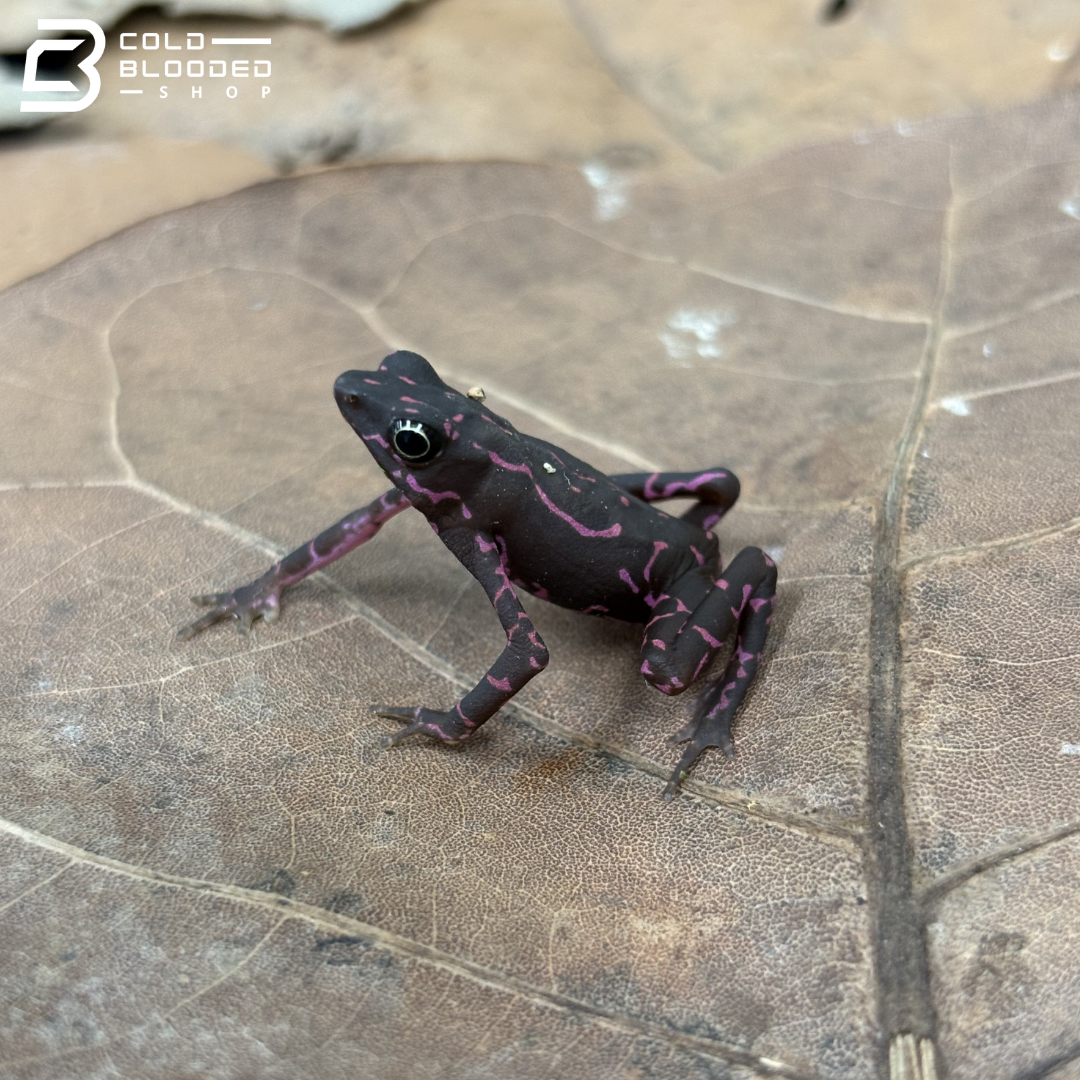 Amazonian Purple Harlequin toad - Atelopus Barbotini