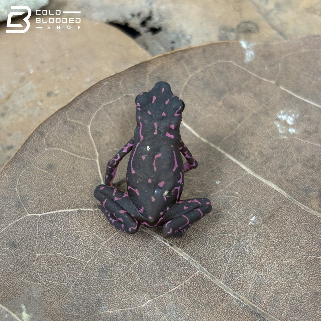 Amazonian Purple Harlequin toad - Atelopus Barbotini
