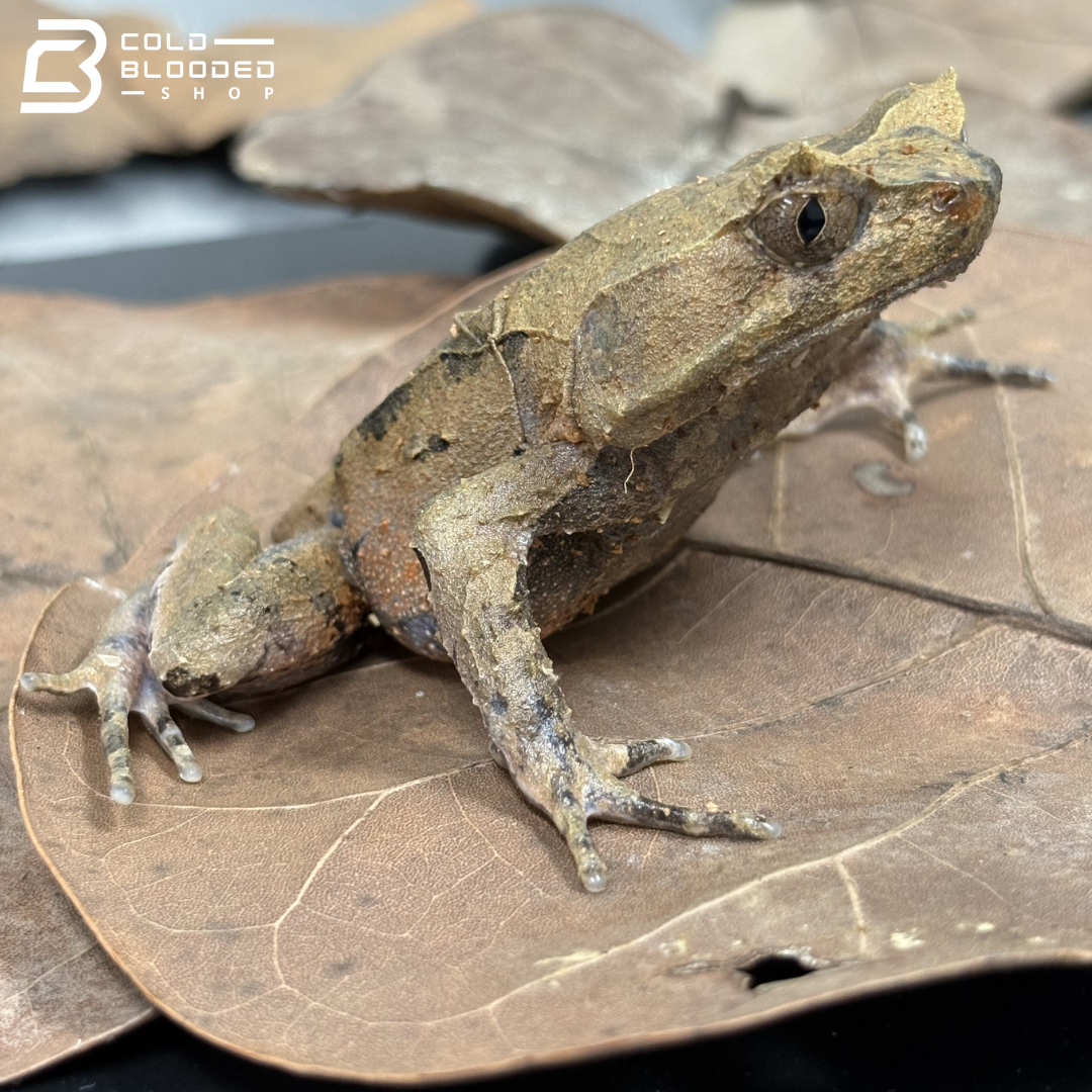 Perak Horned Toad - Xenophrys aceras