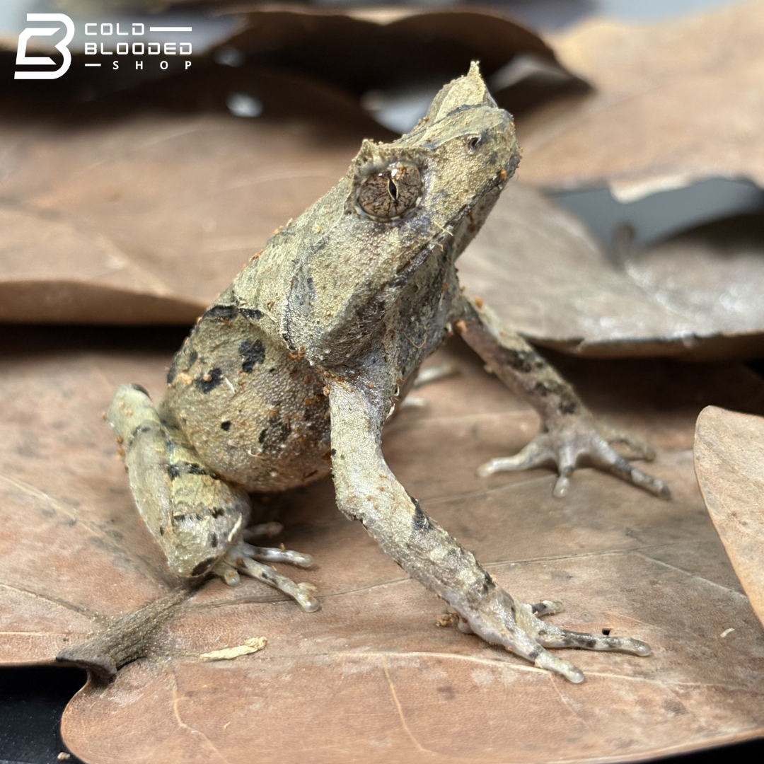 Perak Horned Toad - Xenophrys aceras