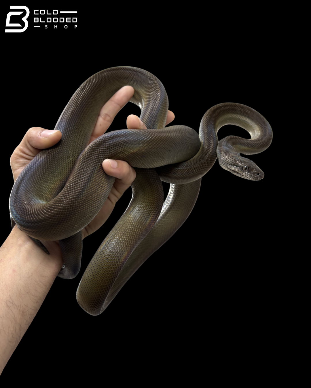 Young Female Papuan Python - Apodora Papuana