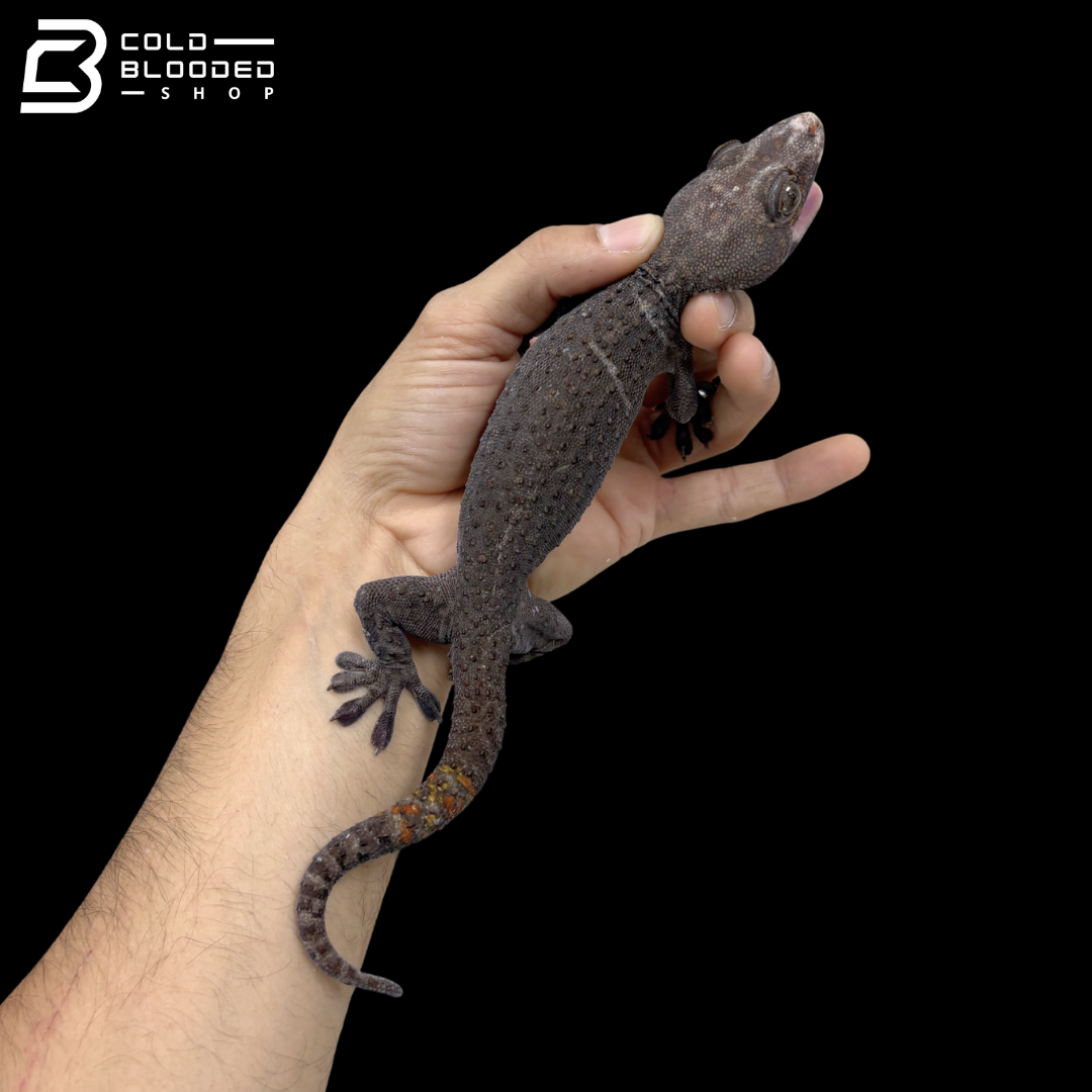 Adult Blue Berry Tokay Gecko - Gekko gecko