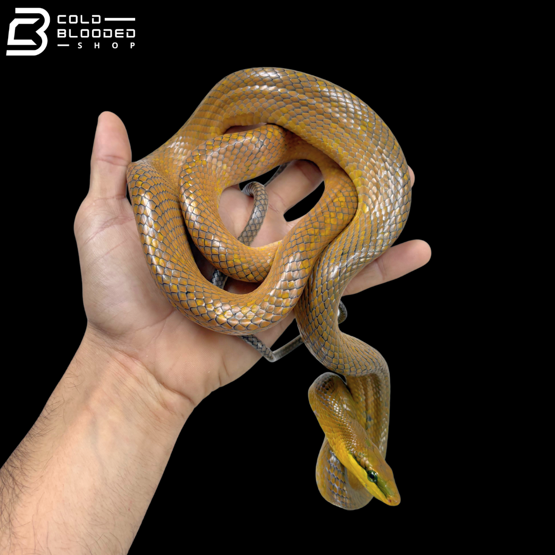 Golden Phase Red-tailed Green Rat Snakes - Gonyosoma Oxycephalum