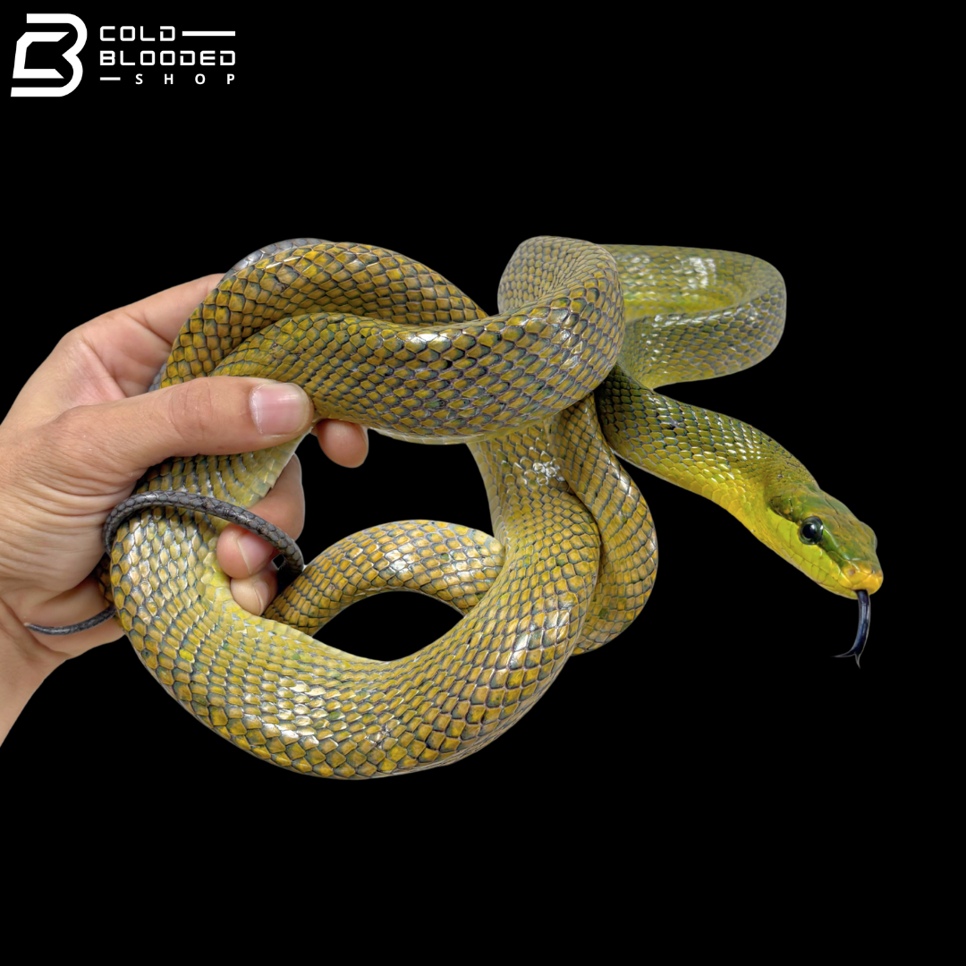 Yellow\Green Phase Red-tailed Green Rat Snake - Gonyosoma Oxycephalum