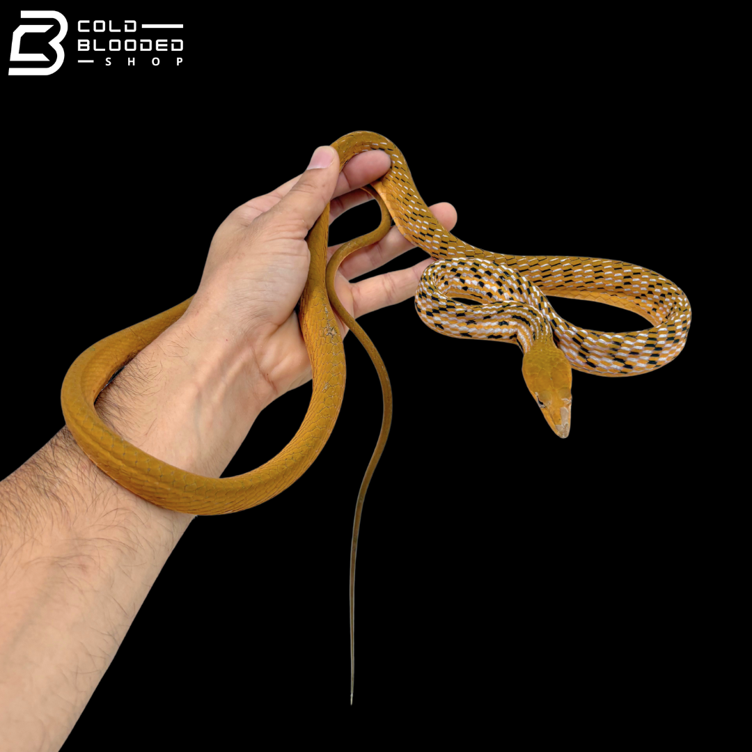 Hypo Asian Vine Snake - Ahaetulla Prasina