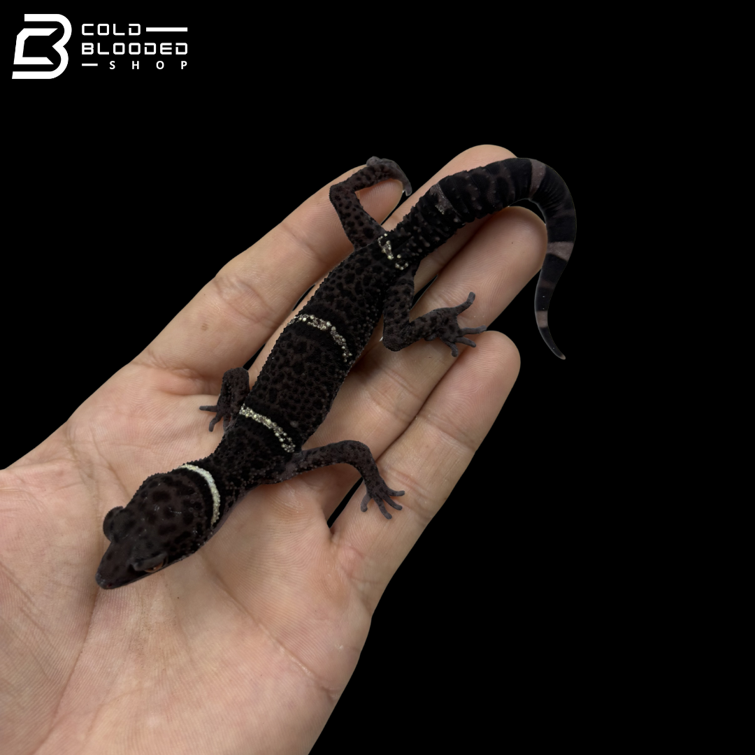 Adult Breeding Trio of Chinese Cave Geckos - Goniurosaurus hainanensis