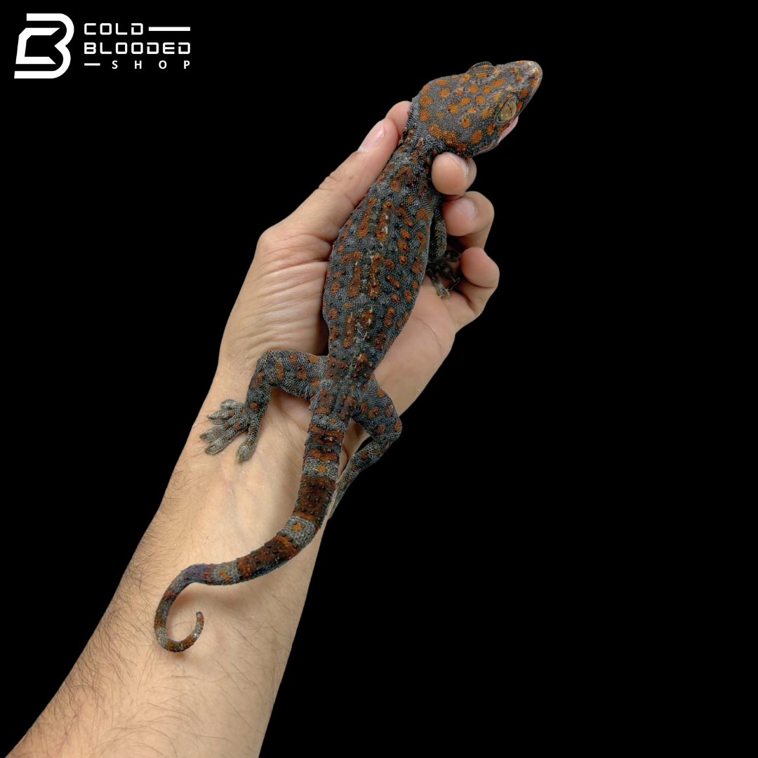 Adult Red Spot Tokay Gecko - Gekko gecko