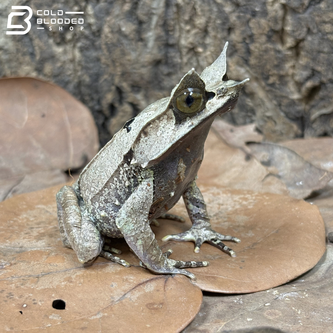 Malayan Long-nosed Horned Frog - Megophrys nasuta