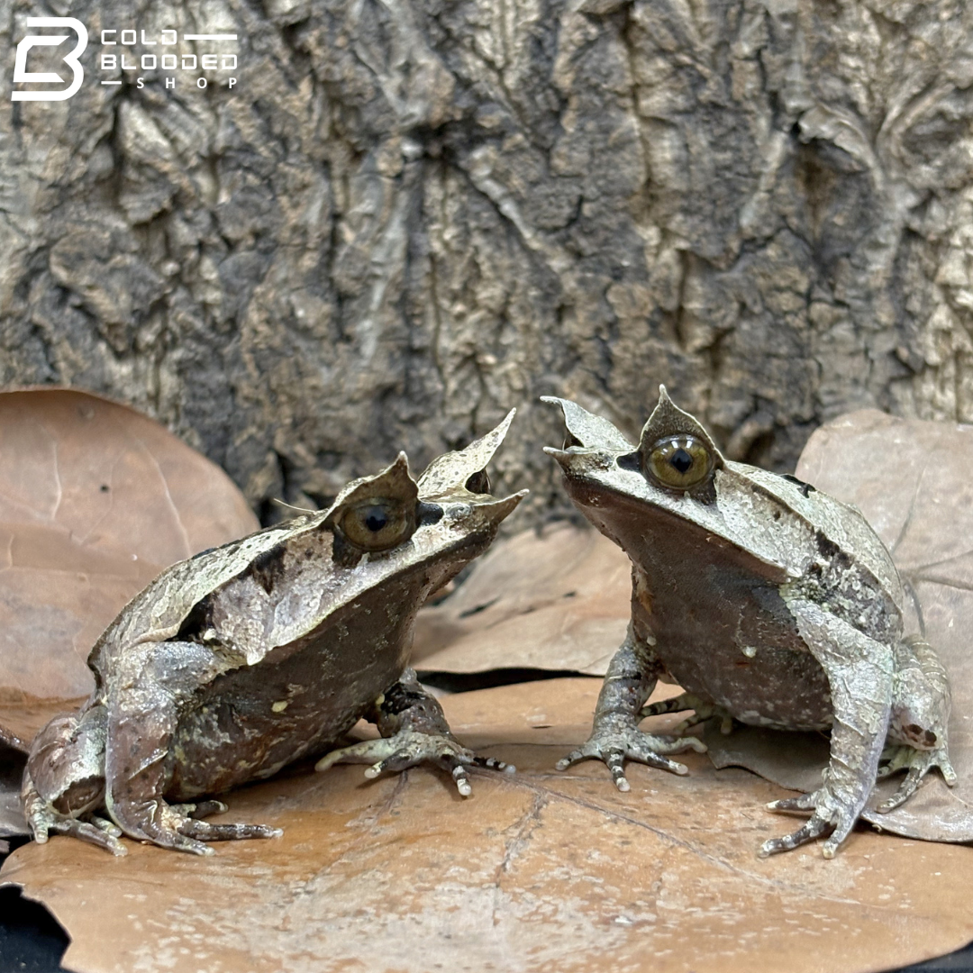 Malayan Long-nosed Horned Frog - Megophrys nasuta