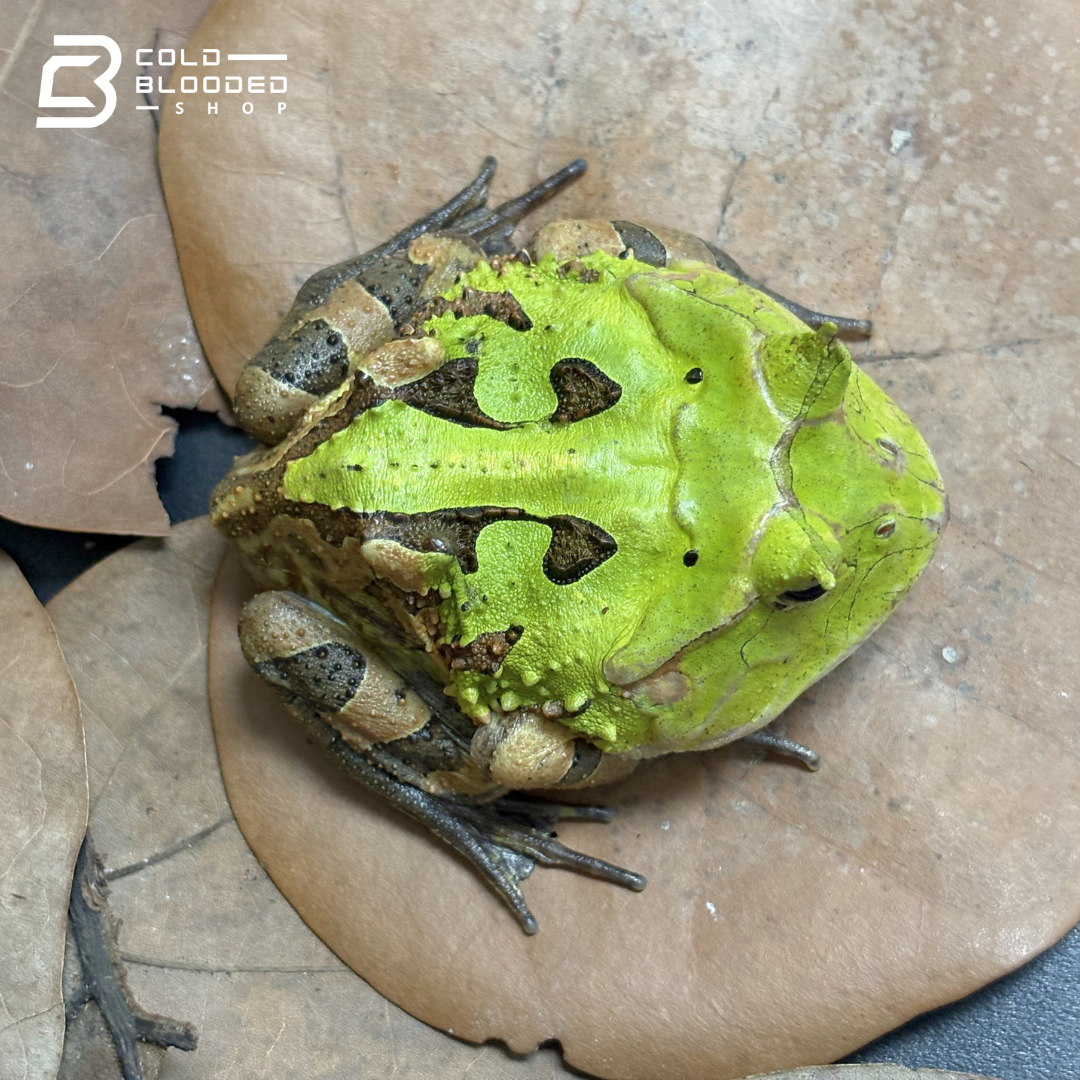 Suriname Horned frogs green - Ceratophrys Cornuta