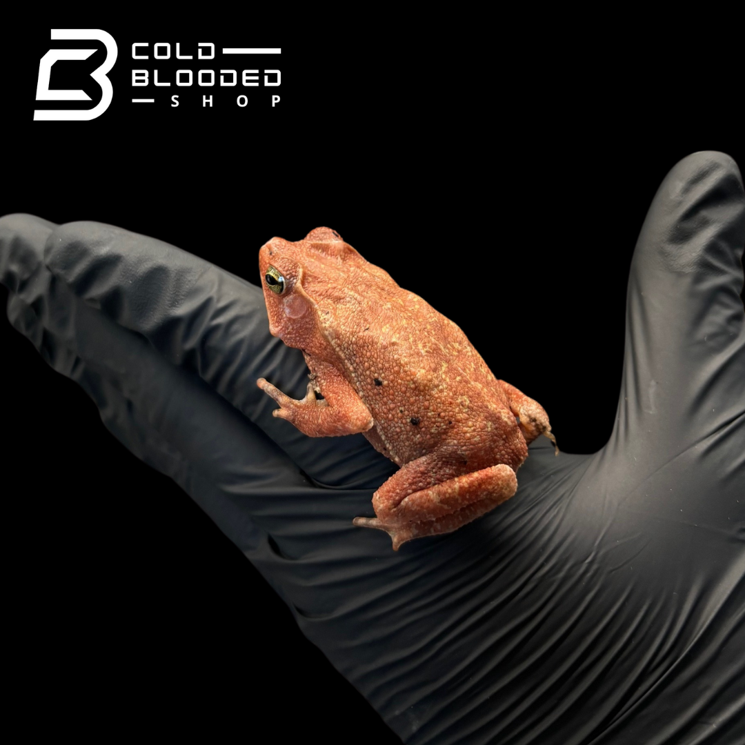 South American Leaf Toad - Bufo typhonius