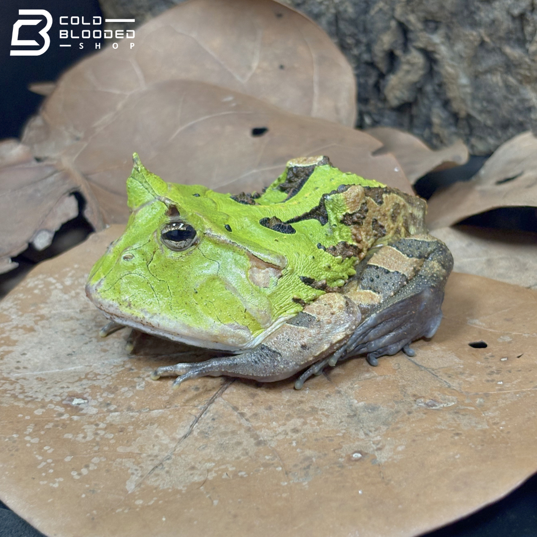 Suriname Horned frogs green - Ceratophrys Cornuta