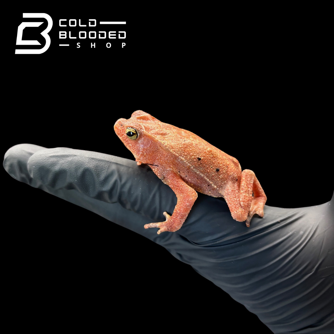 South American Leaf Toad - Bufo typhonius