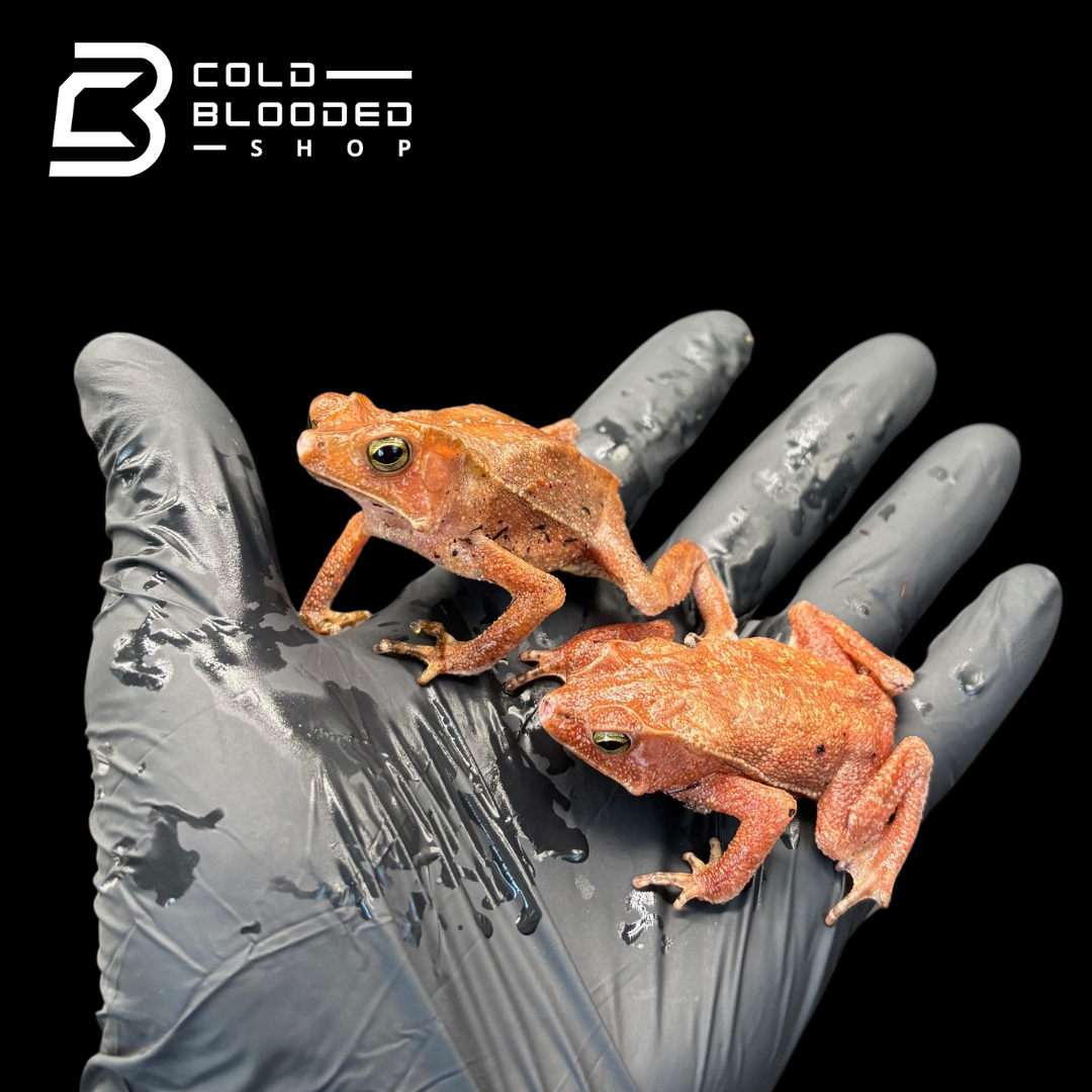 South American Leaf Toad - Bufo typhonius