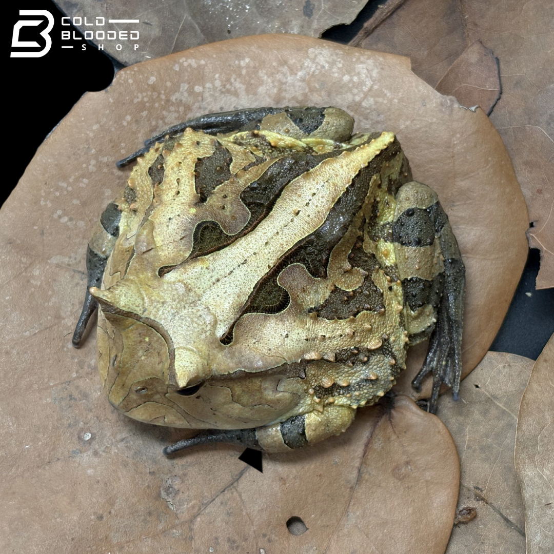 Suriname Horned frogs brown/reds - Ceratophrys Cornuta