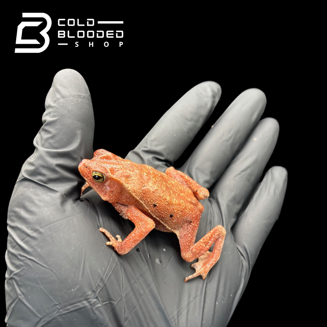 South American Leaf Toad - Bufo typhonius