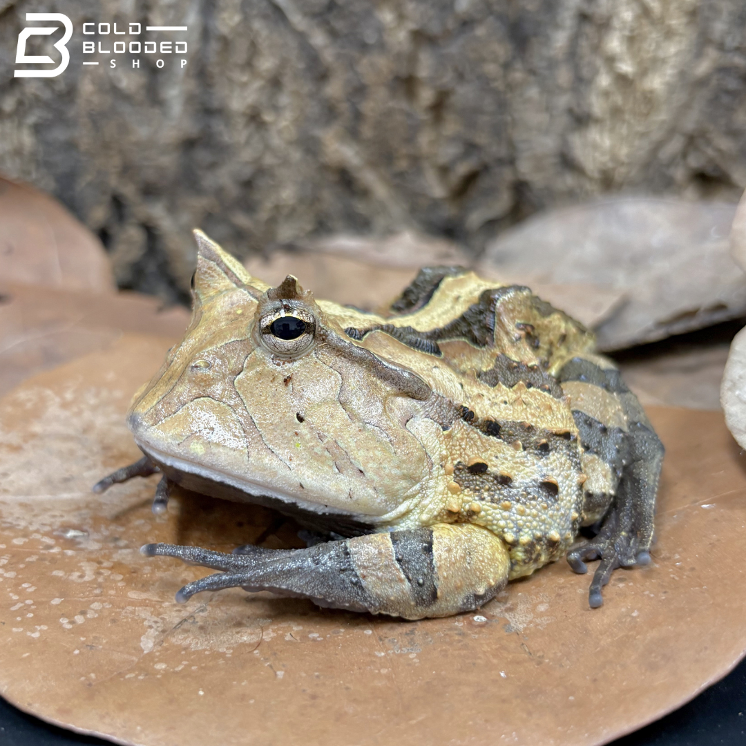 Suriname Horned frogs brown/reds - Ceratophrys Cornuta