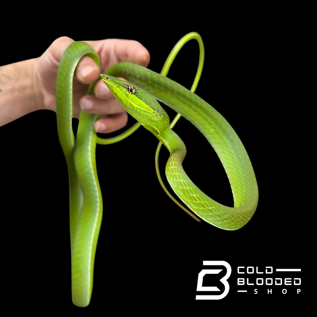 South American Giant Vine Snakes - Oxybelis Fulgidus