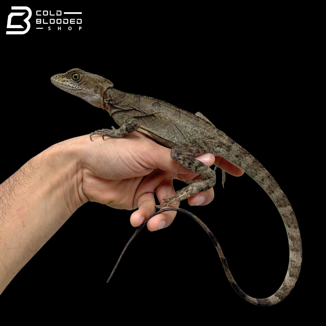 Common basilisks - Basiliscus basiliscus